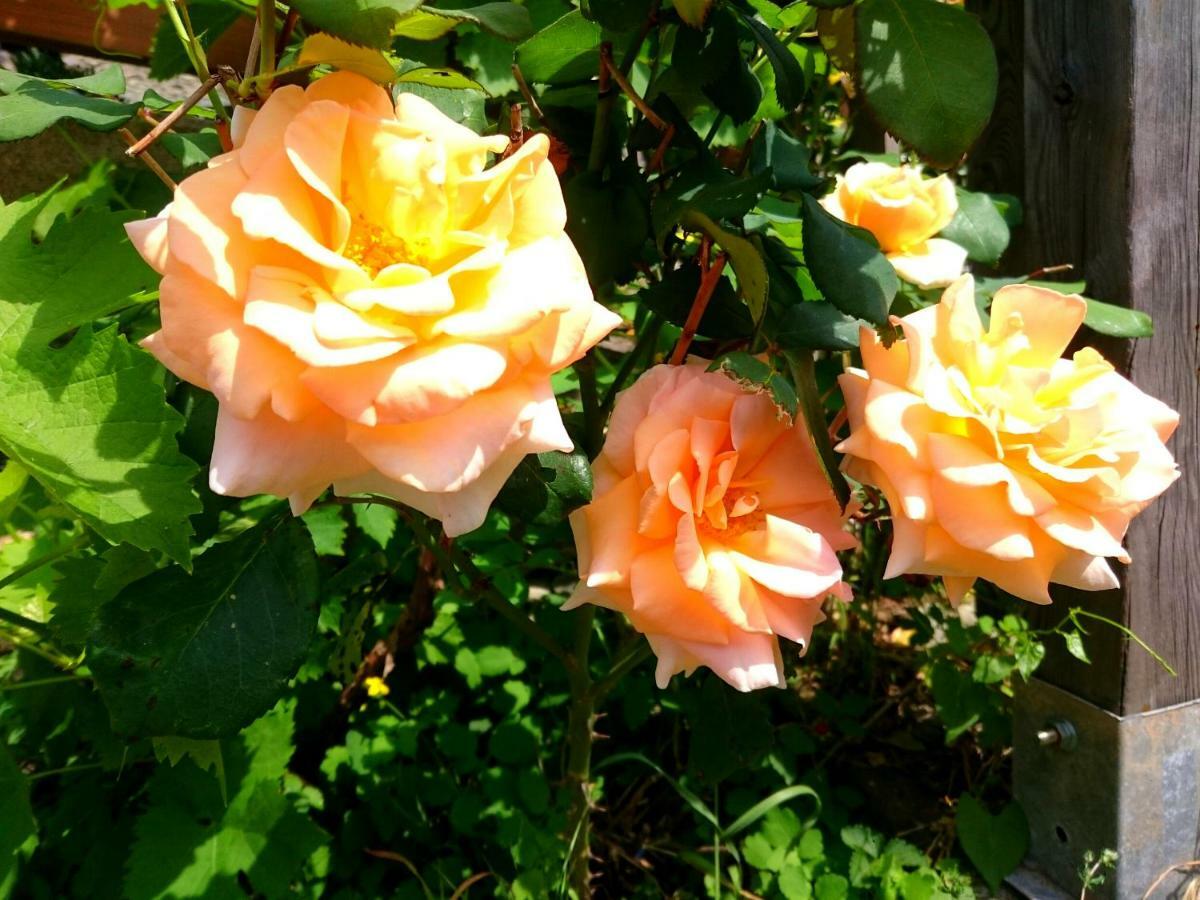 הוילה טליו Casa Delle Rose מראה חיצוני תמונה